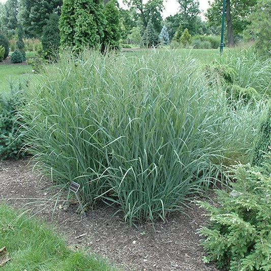 Heavy Metal Switchgrass