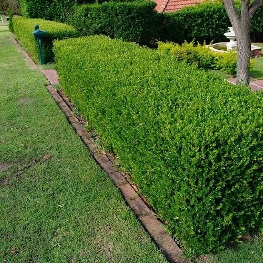 Japanese Boxwood