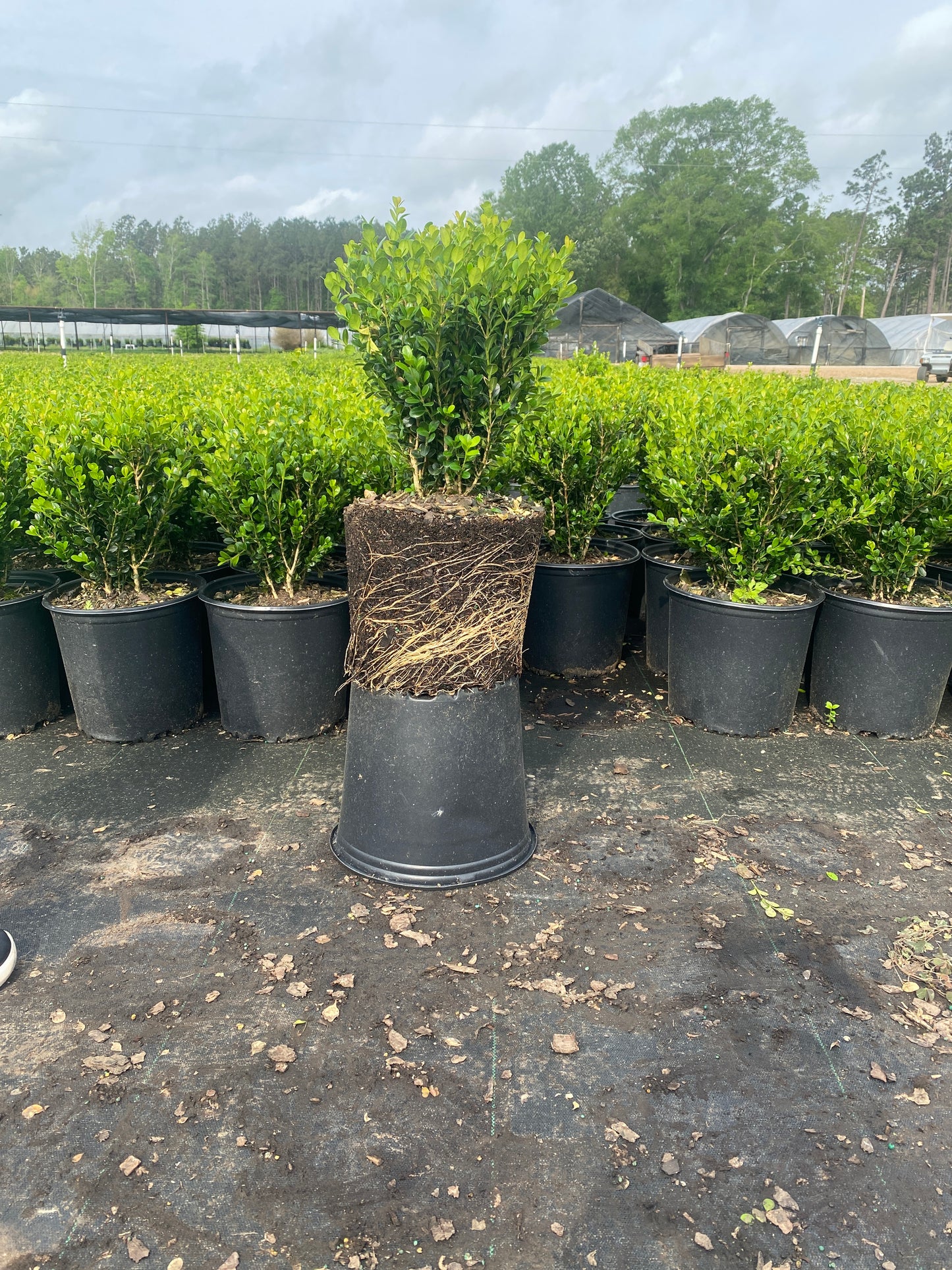 Wintergreen Boxwood