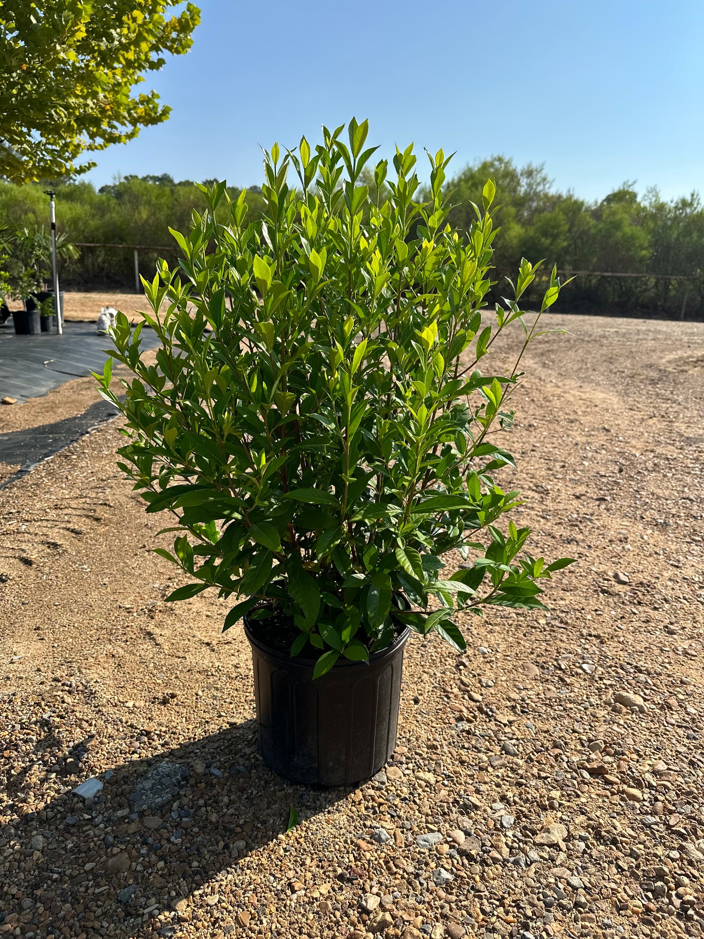 August Beauty Gardenia