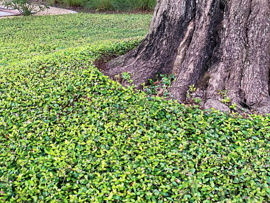 Asian Jasmine