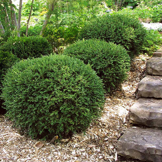 Wintergreen Boxwood