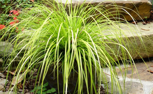 Carex Everillo