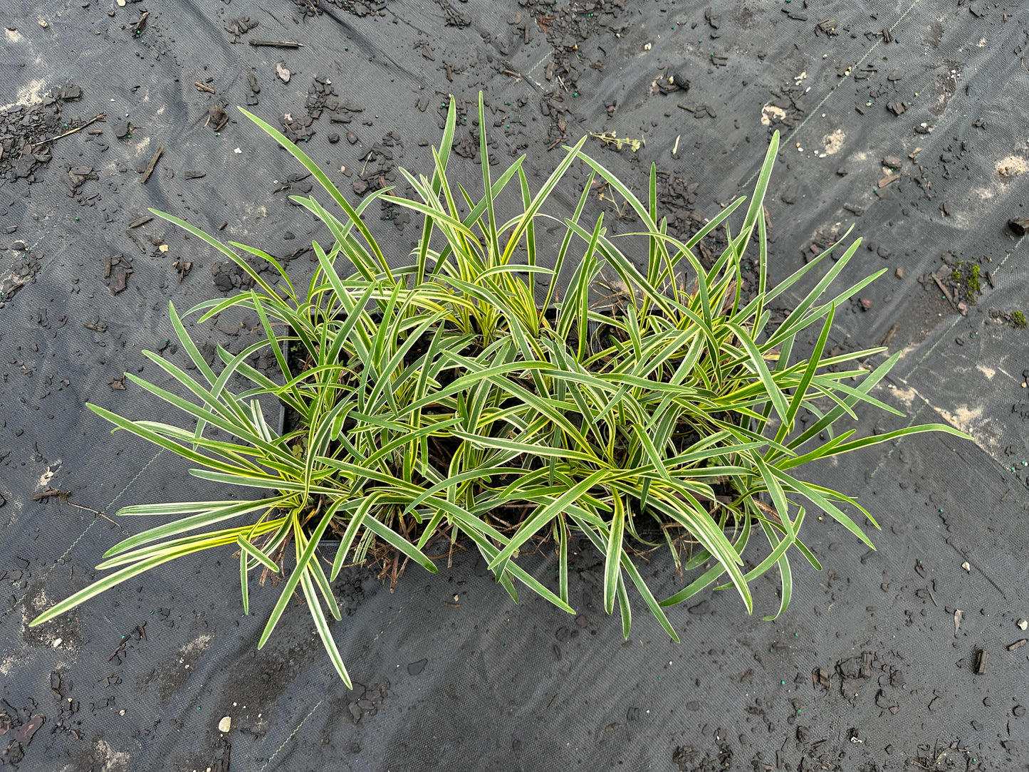 Liriope Variegated