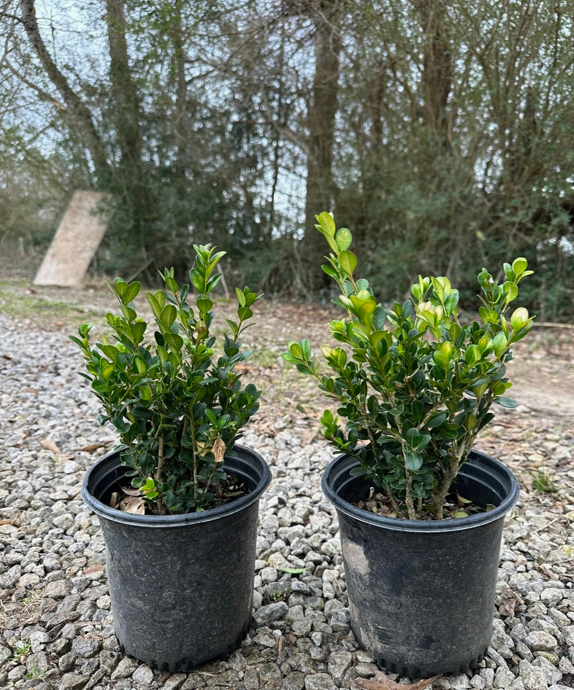 Wintergreen Boxwood