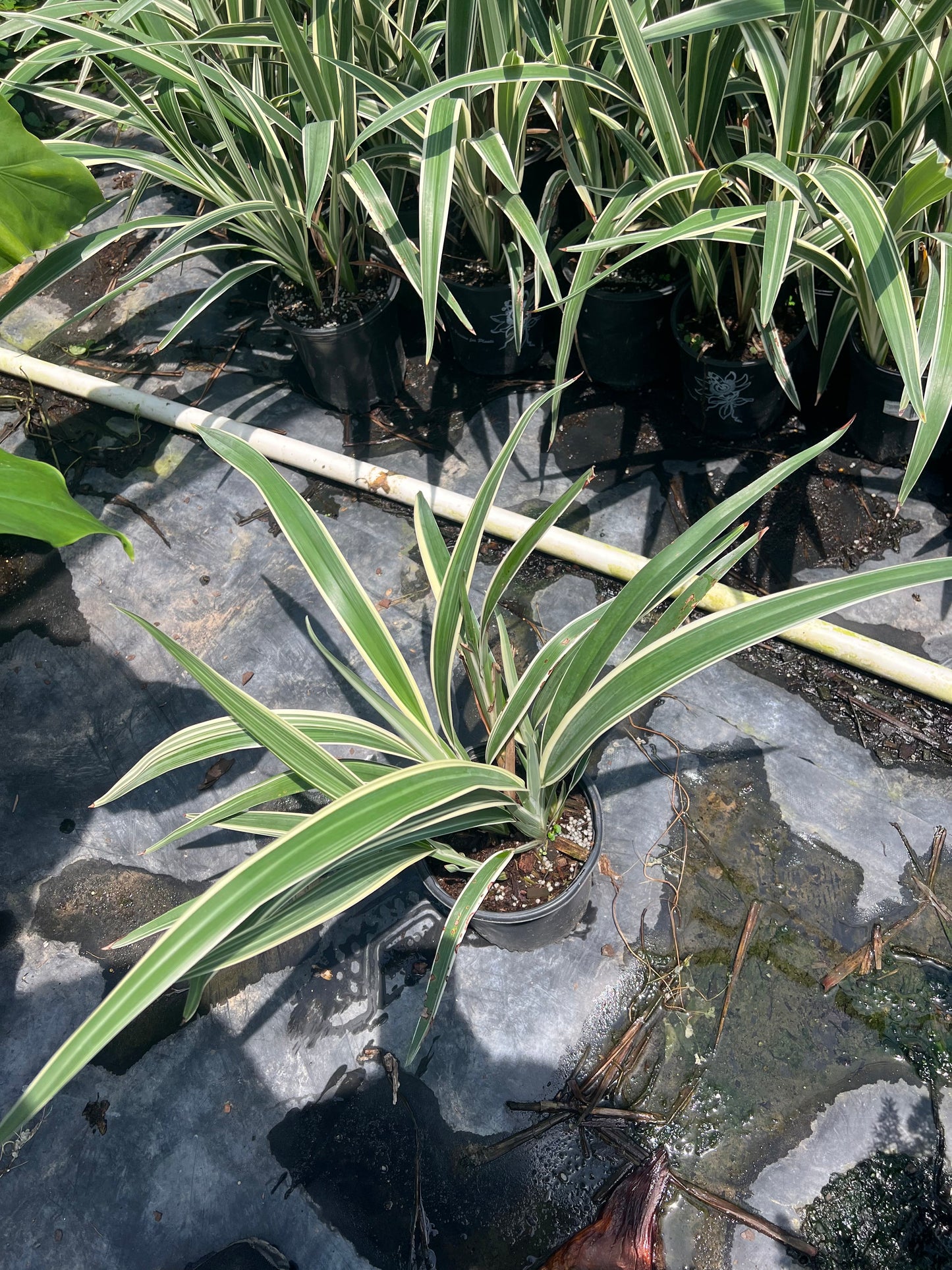 Dianella Flax Lily