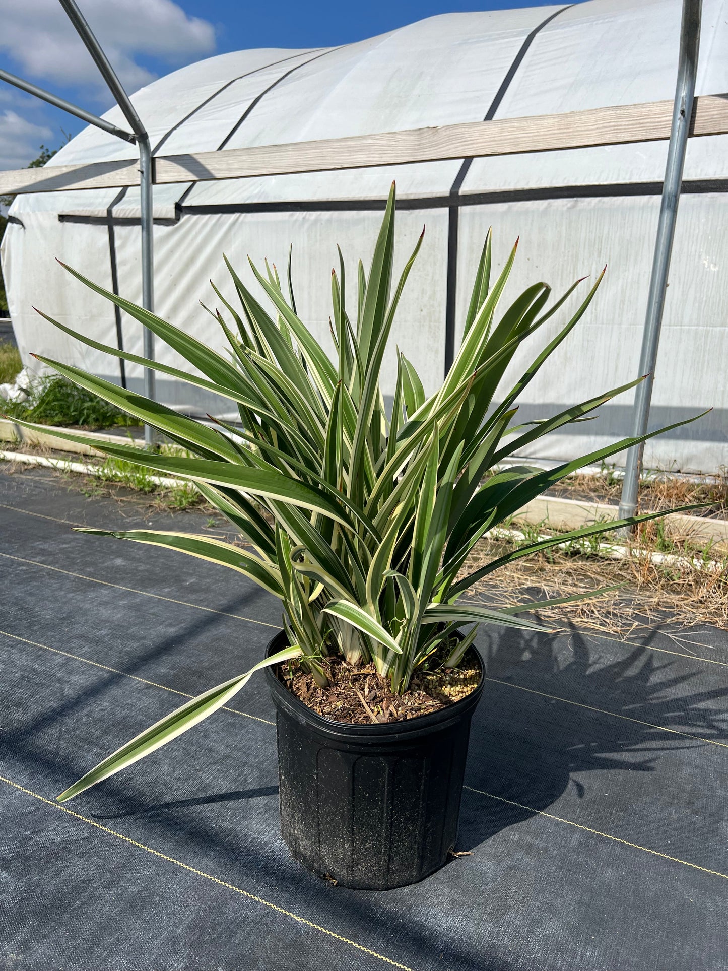 Dianella Flax Lily