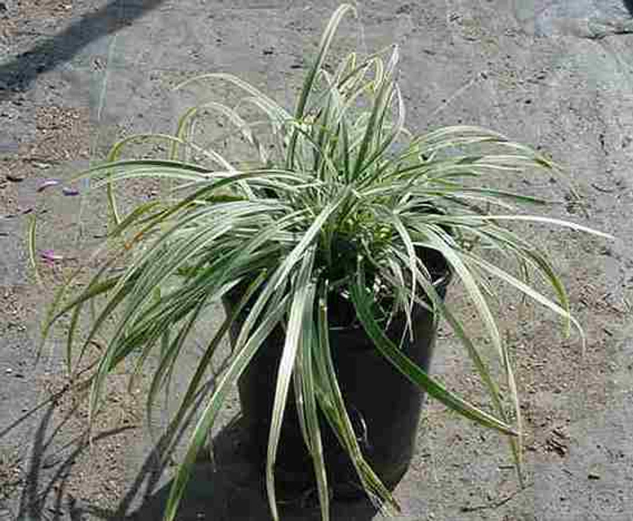 Liriope Silver Dragon