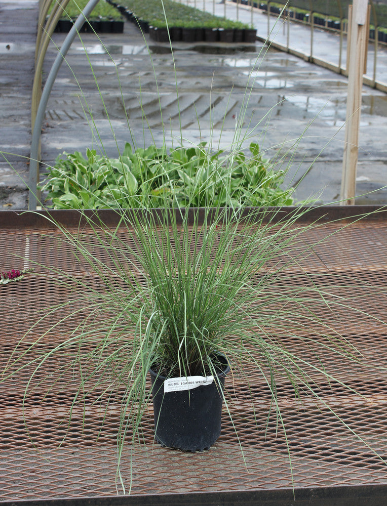 Pink Muhly Grass