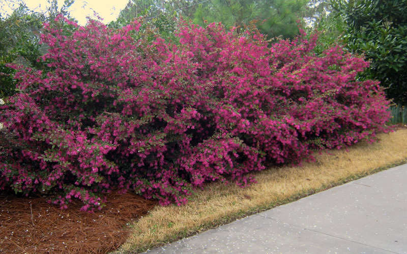 Loropetalum Plum Delight