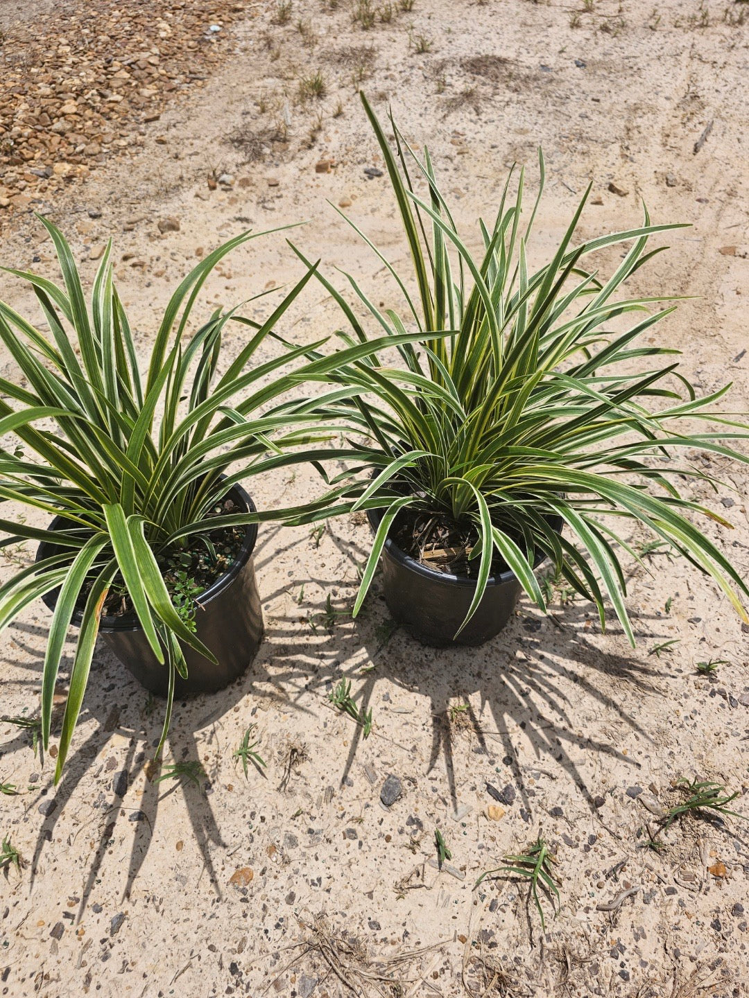 Liriope Variegated