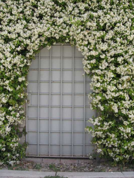 Confederate Jasmine