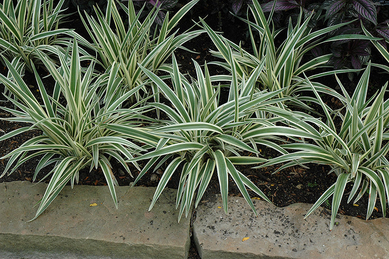 Dianella Flax Lily