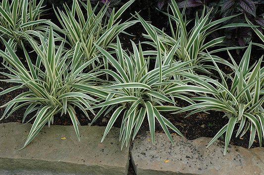 Dianella Flax Lily