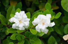 August Beauty Gardenia