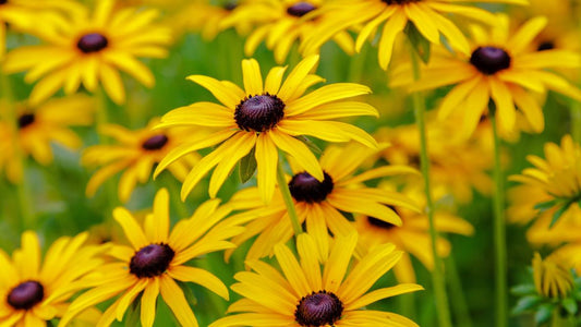 Black Eyed Susan