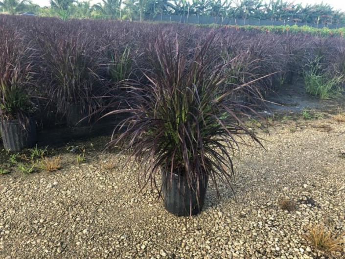 Purple Fountain Grass