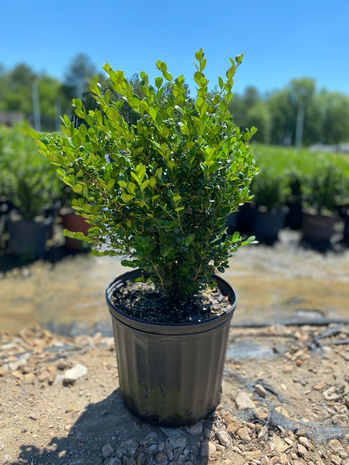 Japanese Boxwood