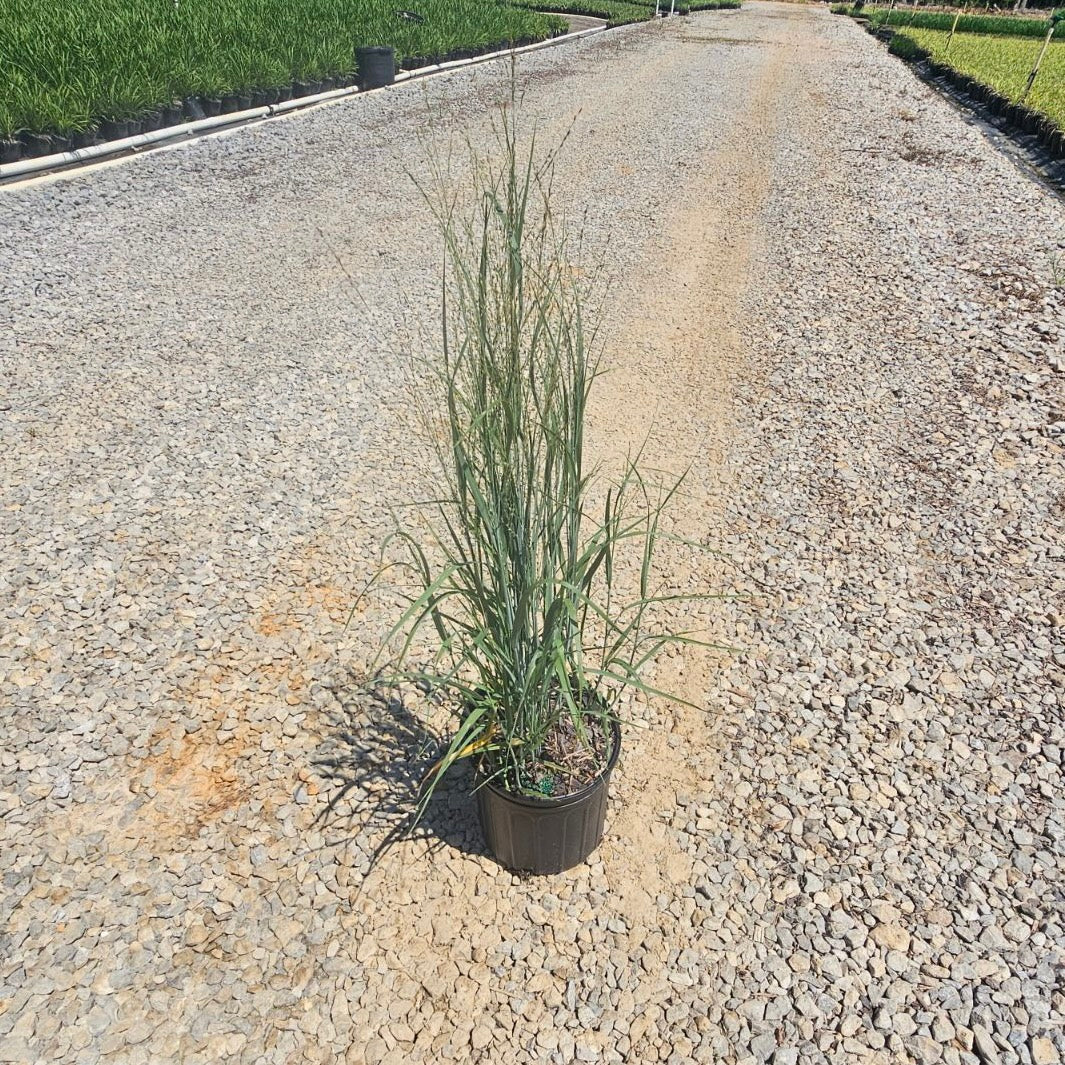 Heavy Metal Switchgrass