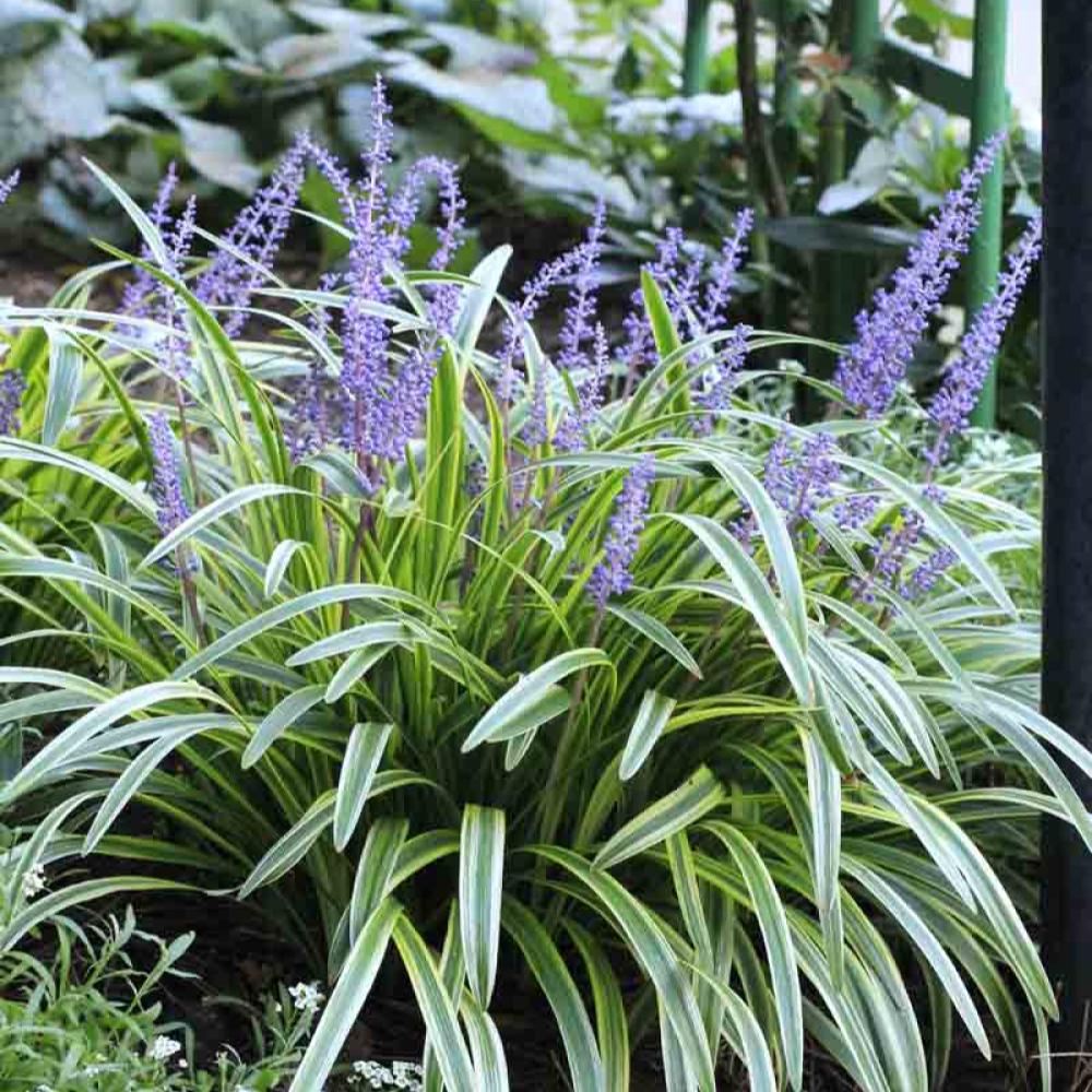 Liriope Variegated