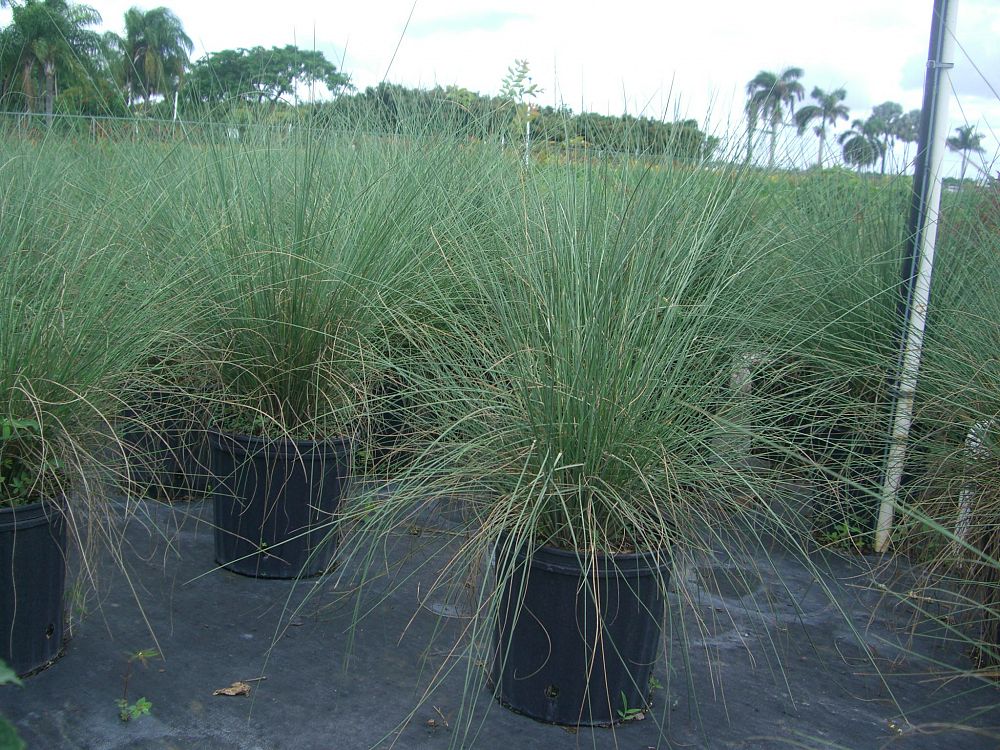 Pink Muhly Grass